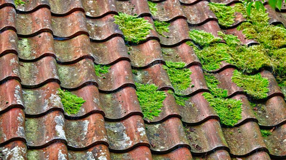 How To Kill And Remove Moss From Your Roof