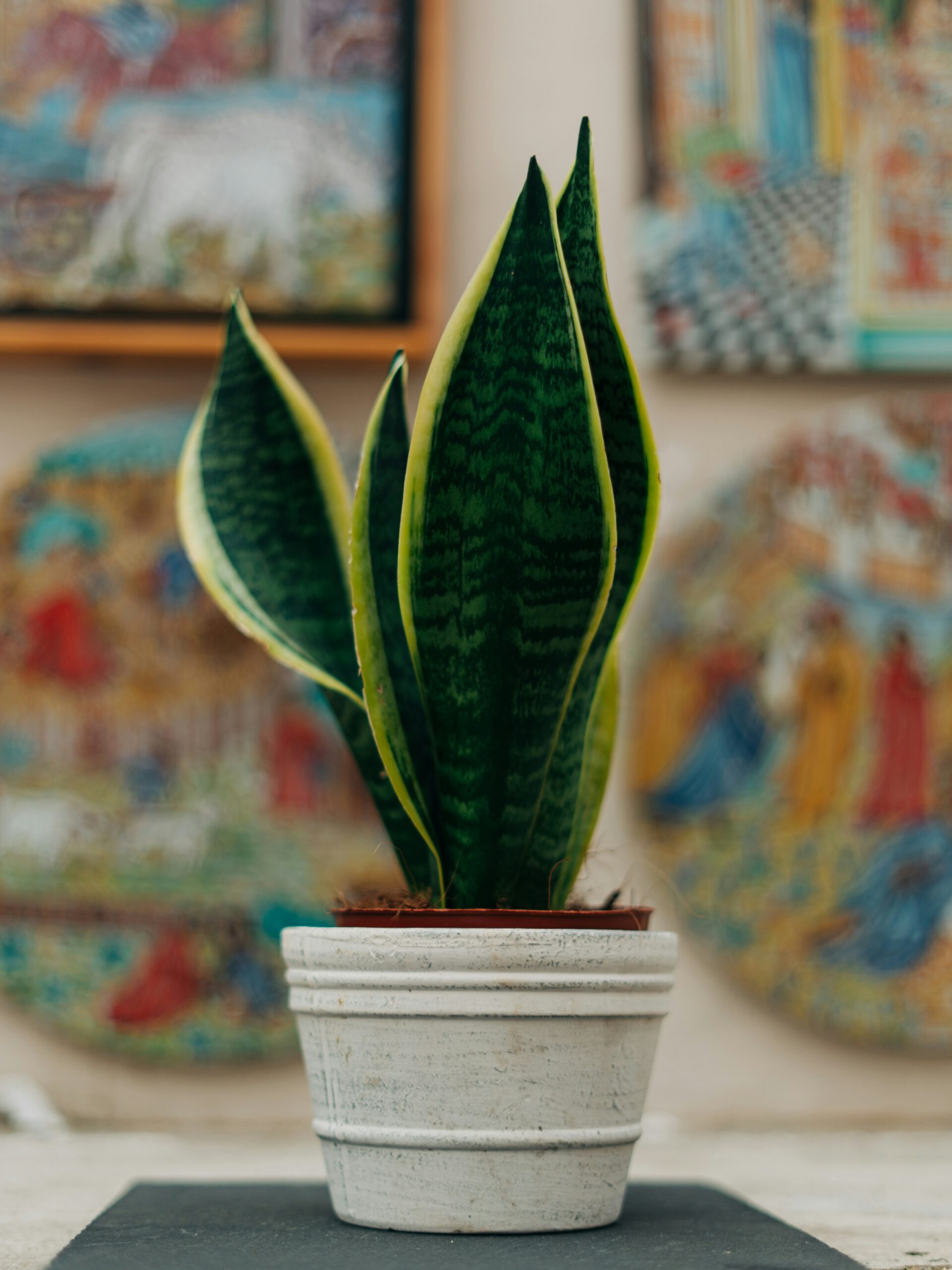 Benefits of Snake Plants