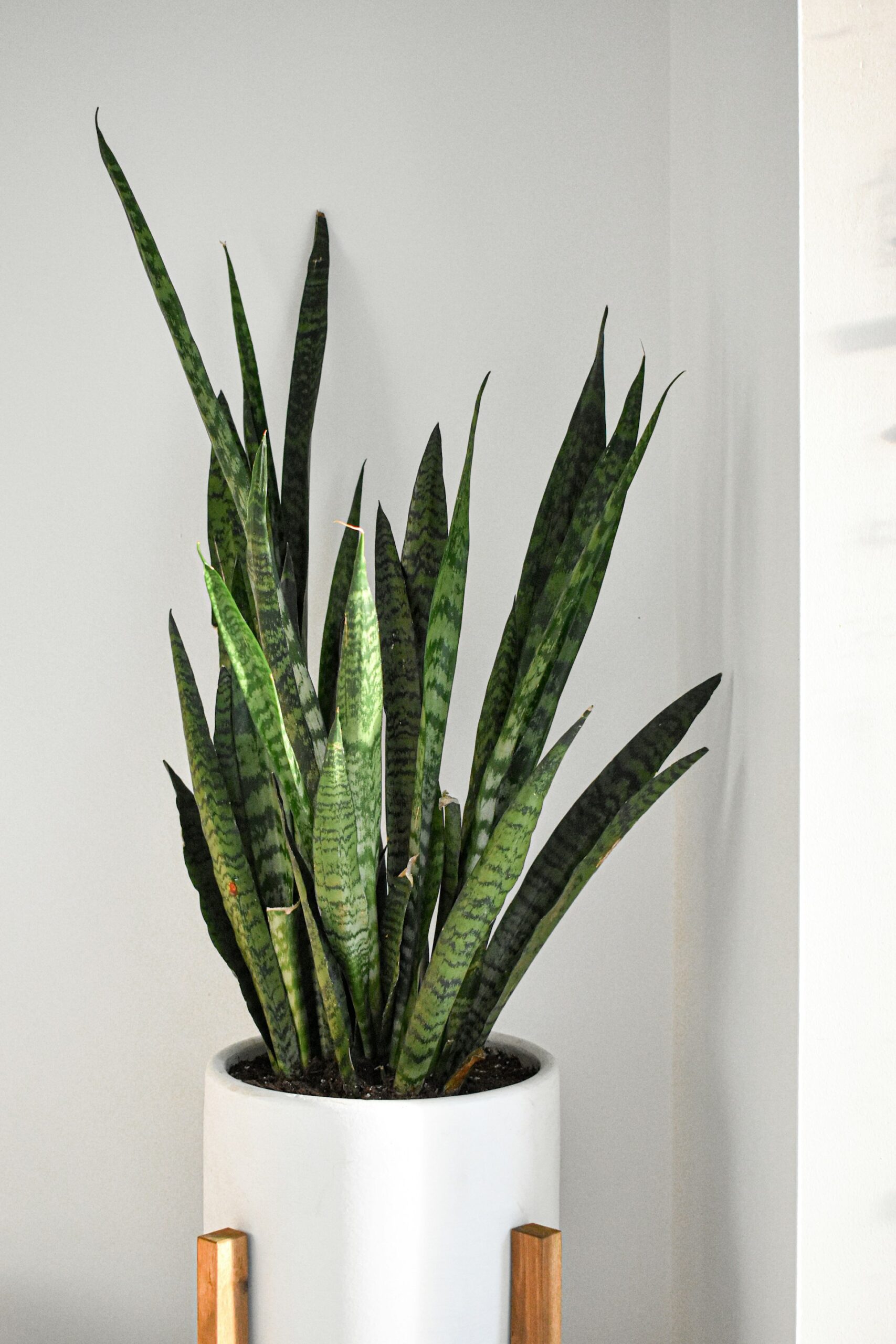 Benefits of Snake Plants