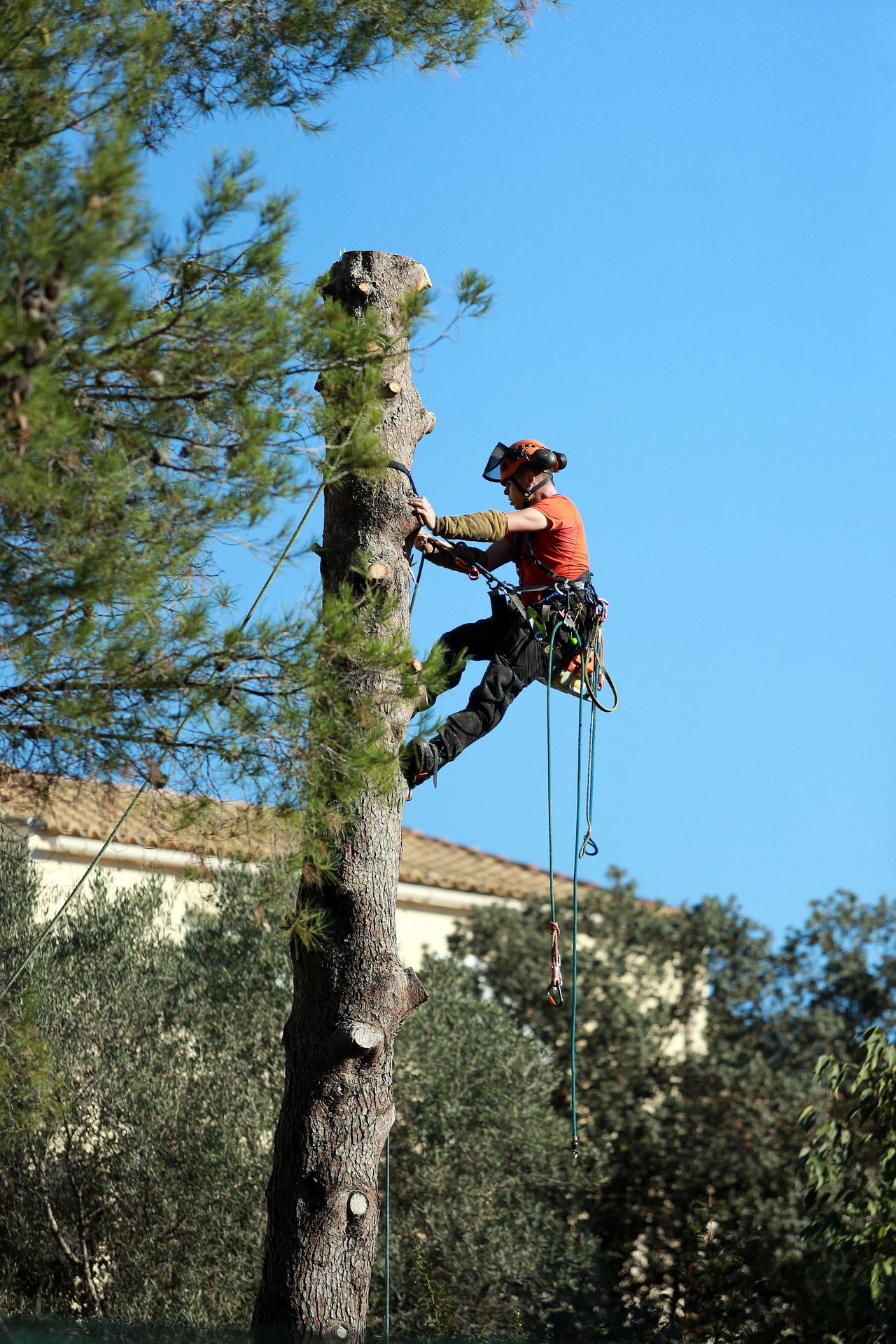 Tree Removal Cost