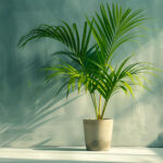 Palm Plants to Grow Indoors