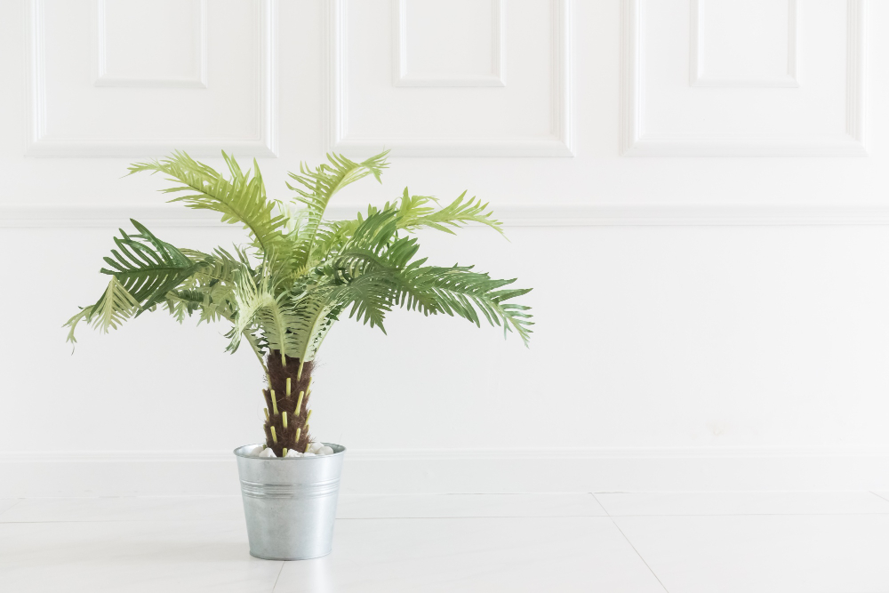 Indoor Palm Plant Care