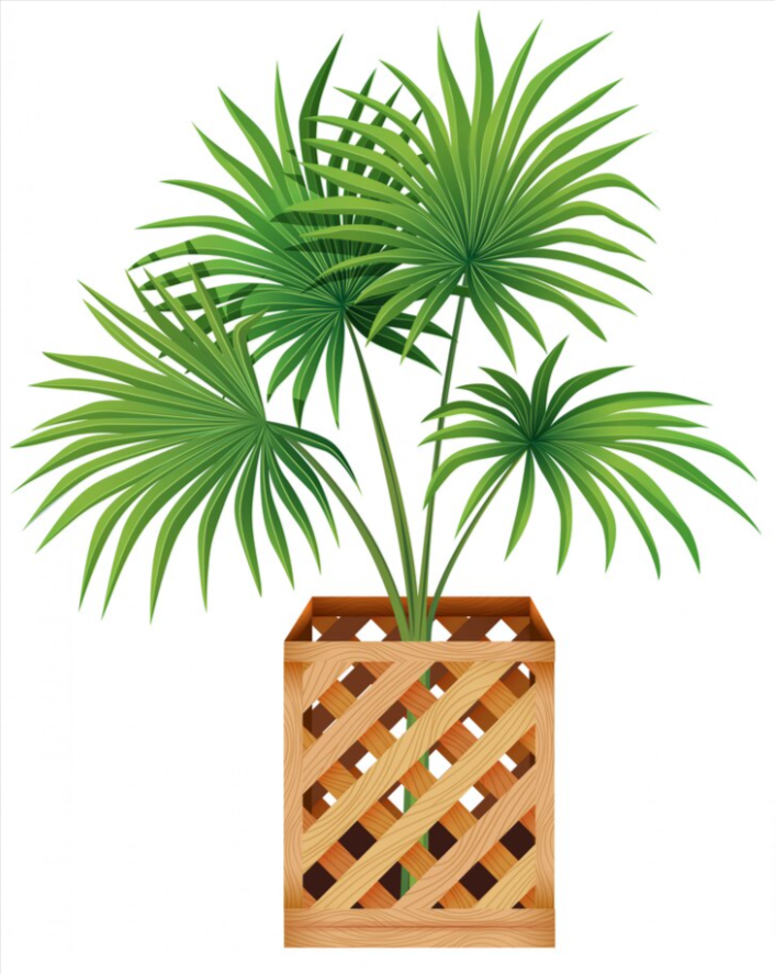 Chinese Fan Palm