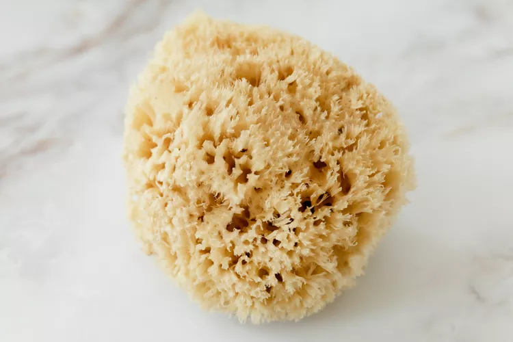 Natural Sponges