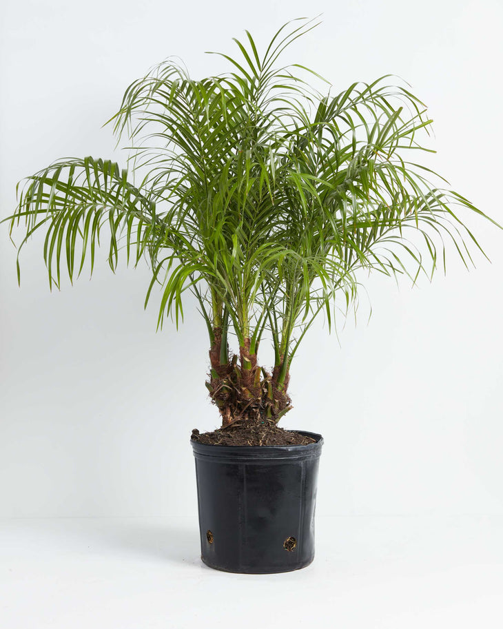 Pygmy Date Palm