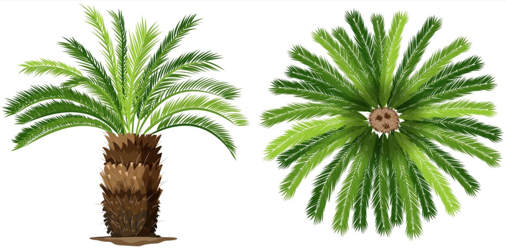 Sago Palm