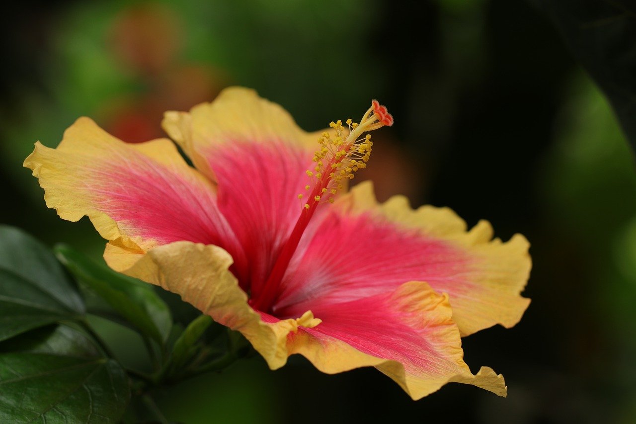 Tropical Hibiscus