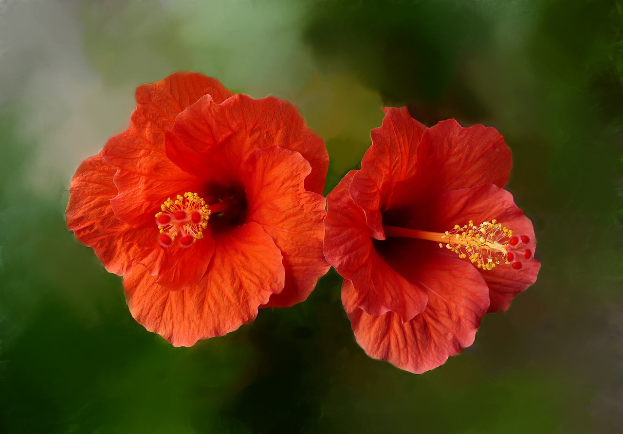 Double-Flower Hibiscus Varieties