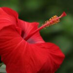 Growing and Caring for Tropical Hibiscus