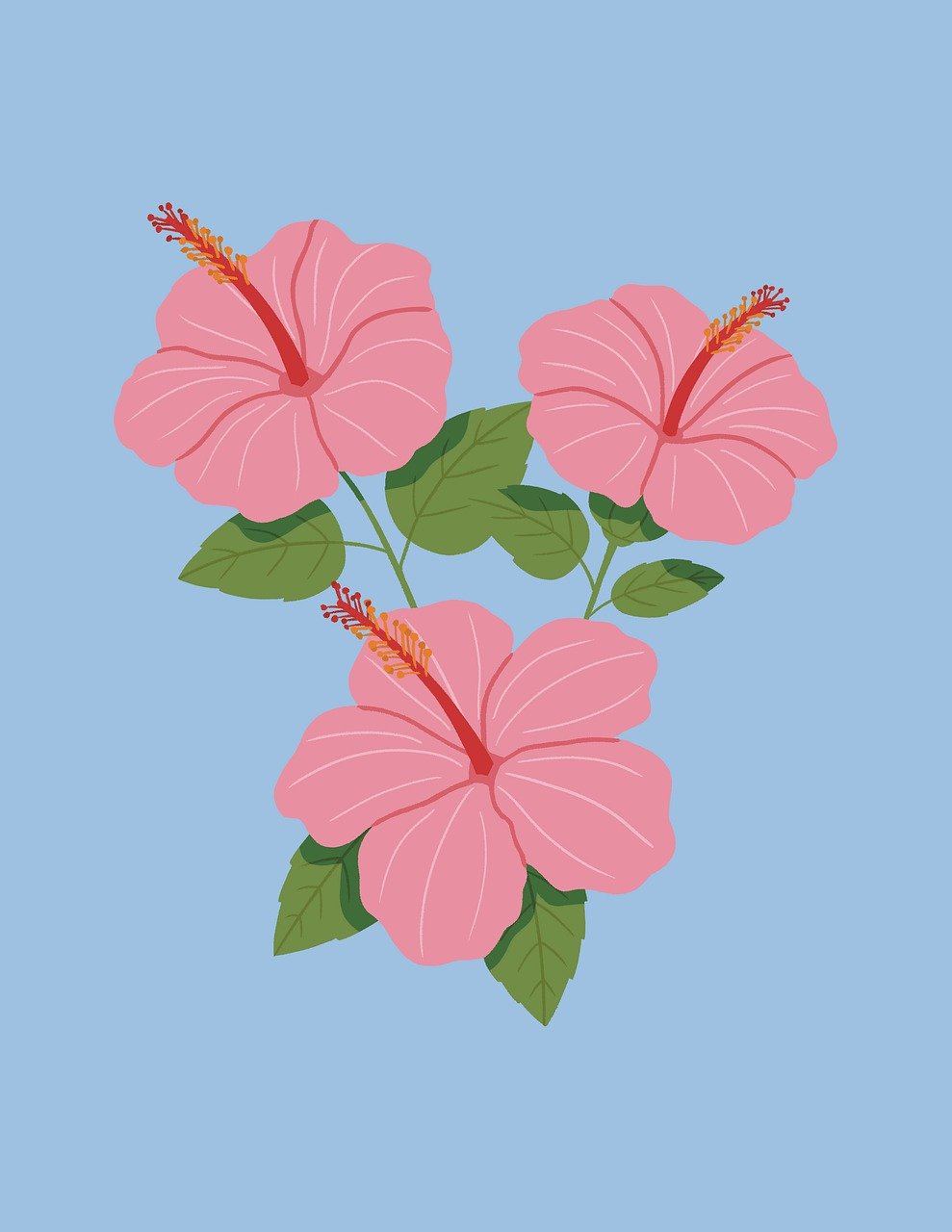 Tropical Hibiscus