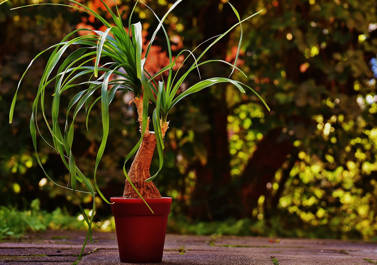 Ponytail Palm